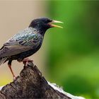 Starenvogel im Seitenprofil  .....