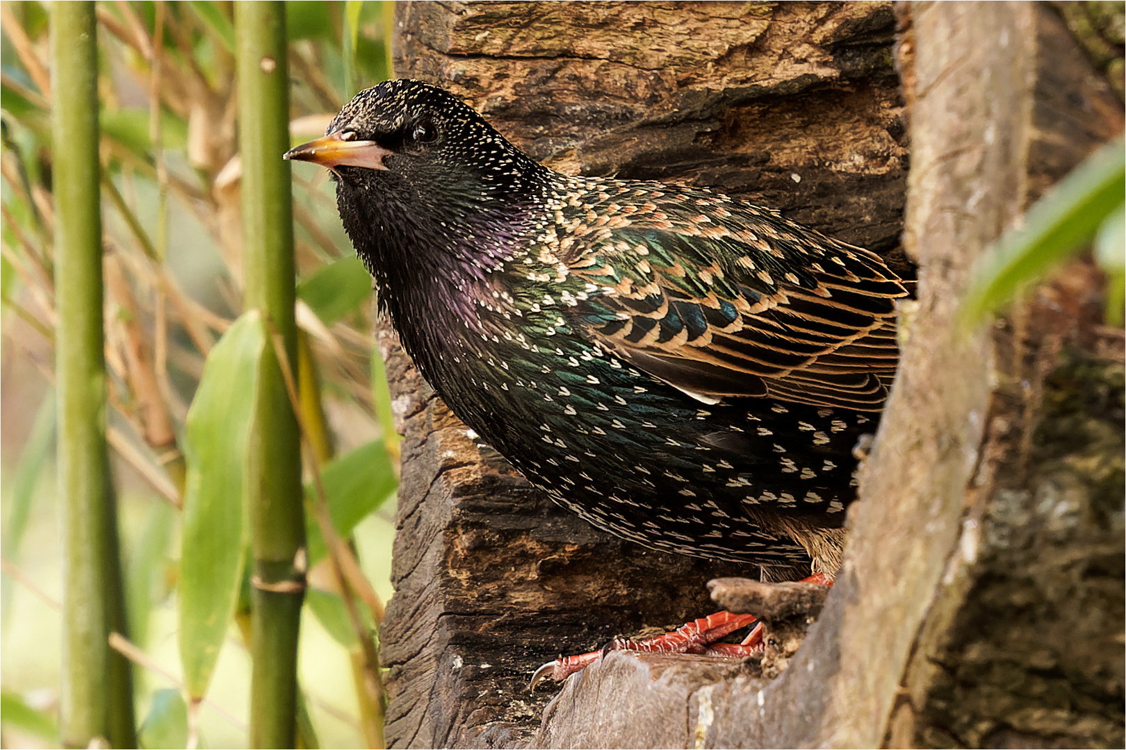 Starenvogel in der Baumscheibe  .....