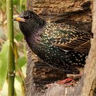 Starenvogel in der Baumscheibe  .....