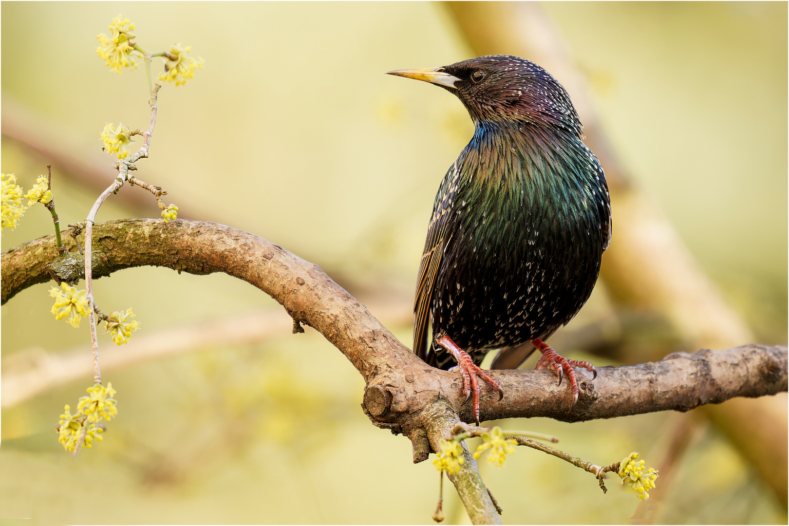 Starenvogel in der Kornelkirsche  .....