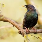 Starenvogel in der Kornelkirsche  .....