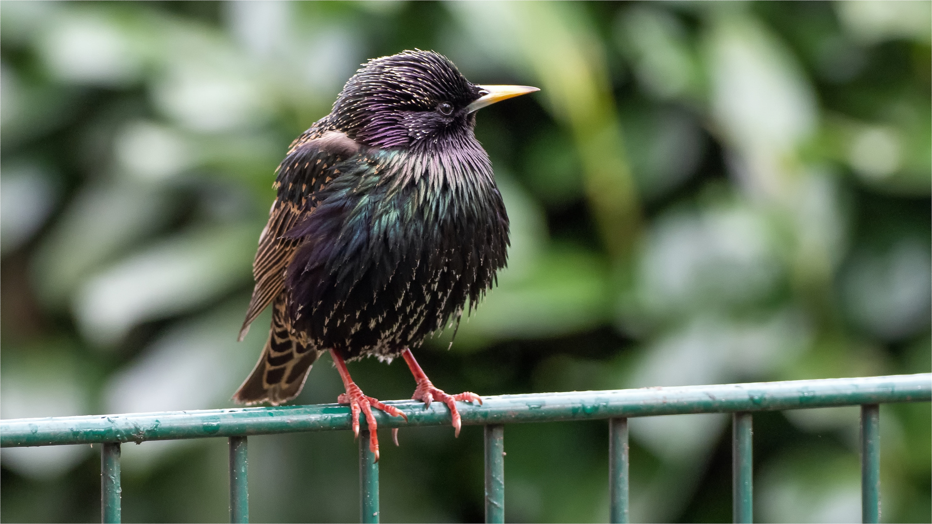 Starenvogel up de Stabmattenzaun  .....