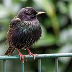 Starenvogel up de Stabmattenzaun  .....