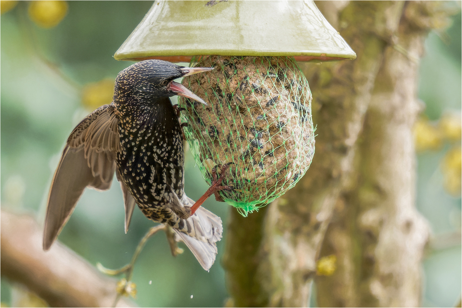 Starenvogel versucht sich am XXL - Knödel  .....