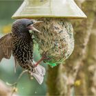 Starenvogel versucht sich am XXL - Knödel  .....