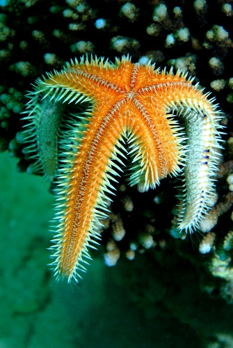 Starfish