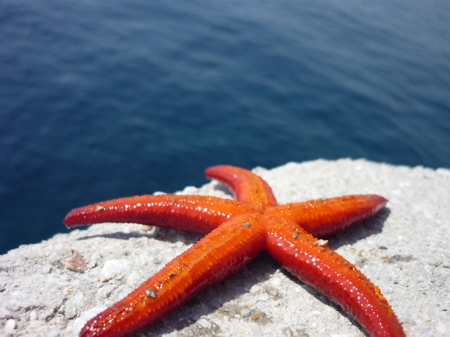 Starfish