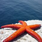 Starfish