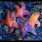 Starfish