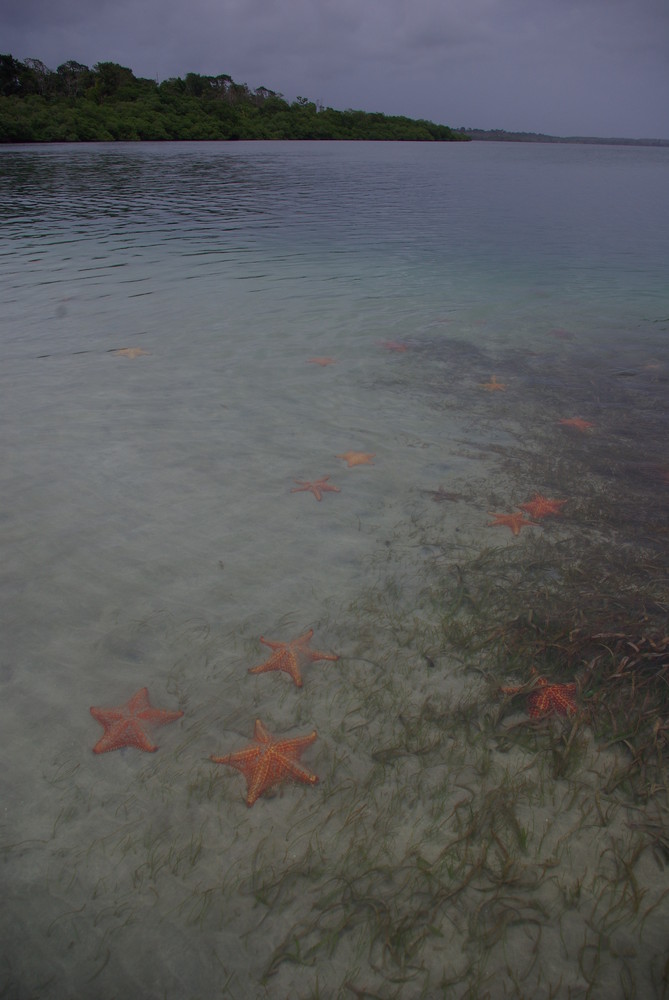 Starfish Beach