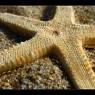 starfish detail