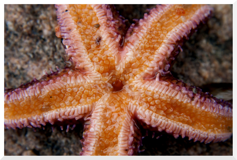 starfish