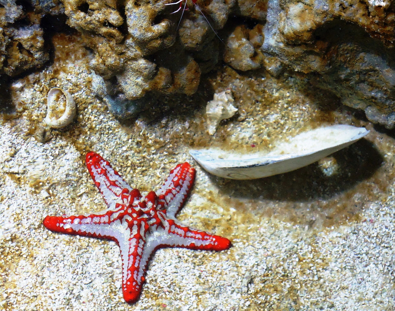 Starfish