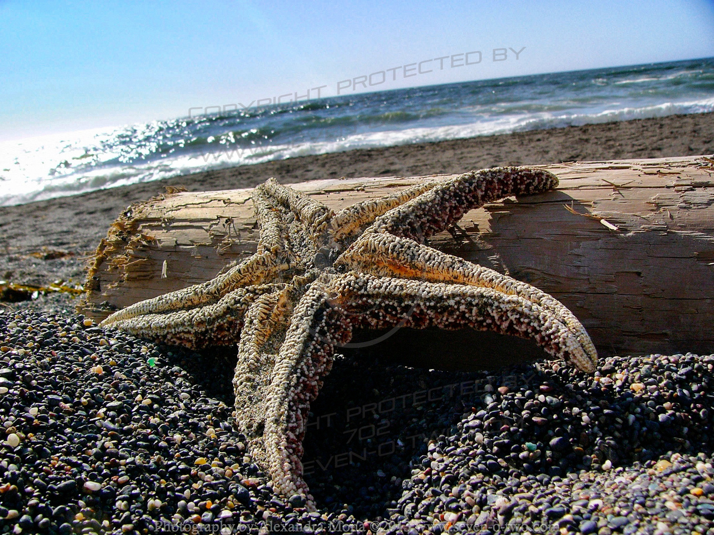 Starfish Pacifica