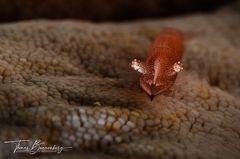 starfish shrimp (Periclimenes soror)