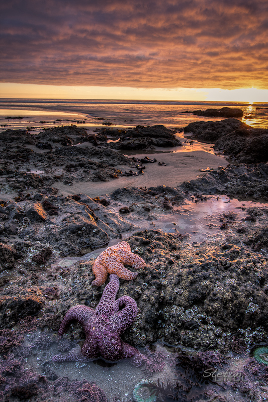 Starfish Sunset