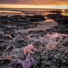 Starfish Sunset