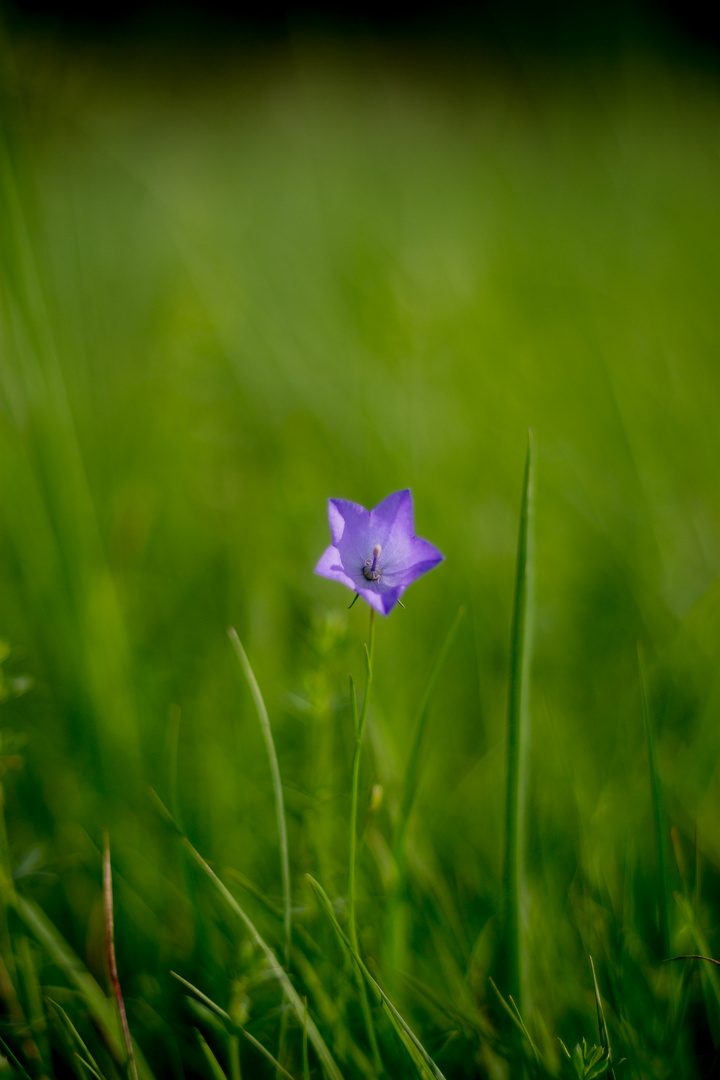 Starflower