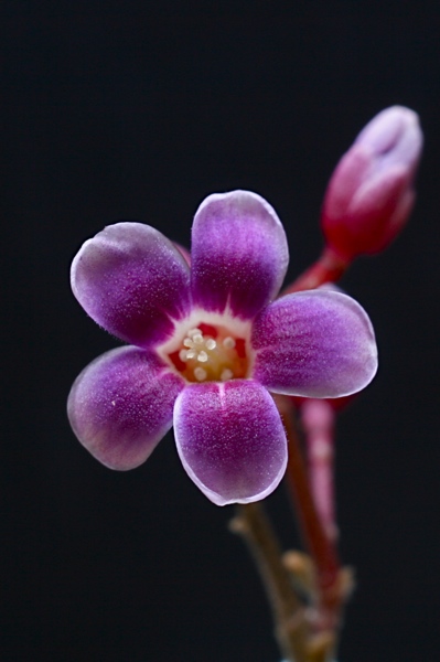 Starfruit Flower