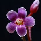 Starfruit Flower