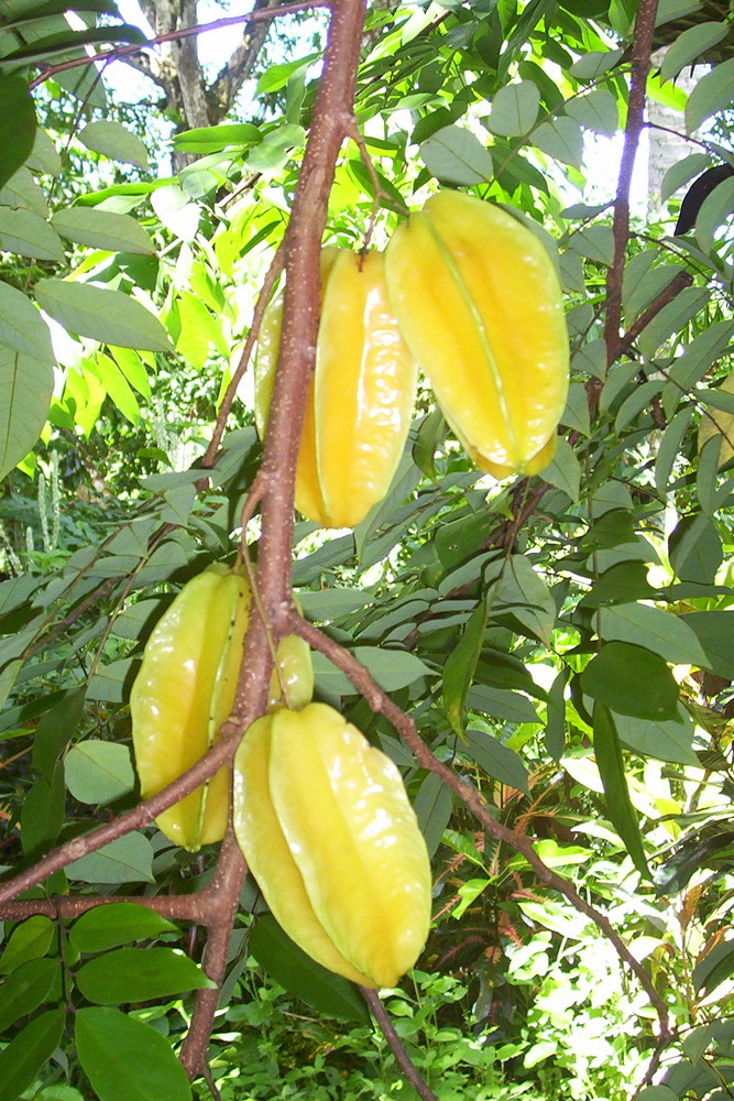 starfruits