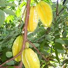 starfruits