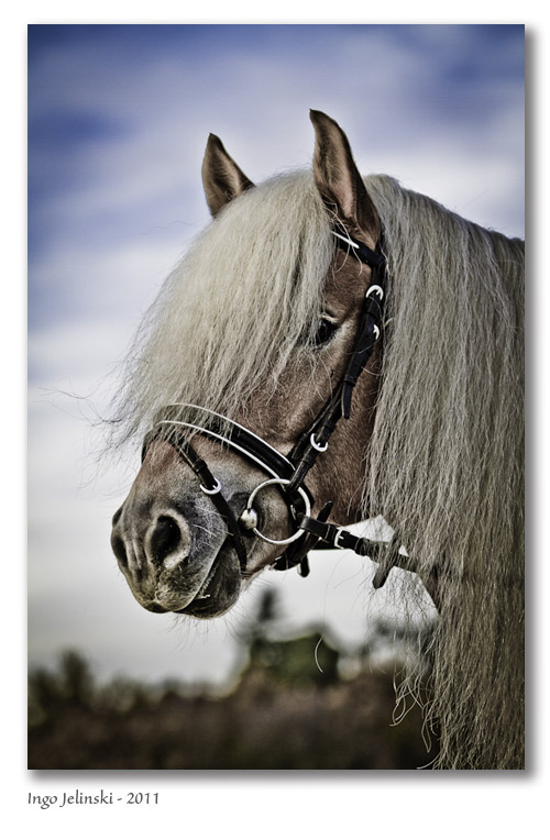 Stargate - ein Haflinger