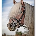 Stargate - ein Haflinger