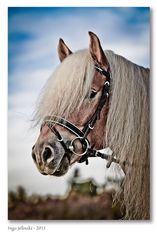 Stargate - ein Haflinger