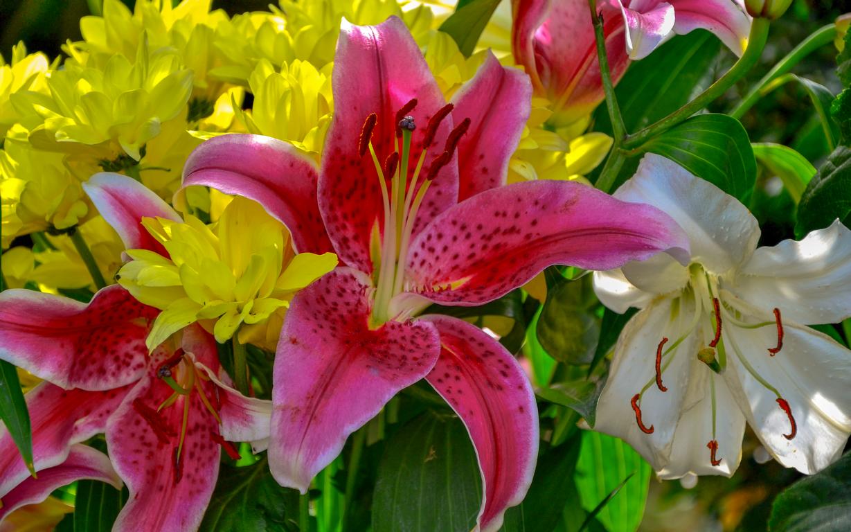 Stargazer Lilie Foto & Bild pflanzen, pilze & flechten, sonstiges
