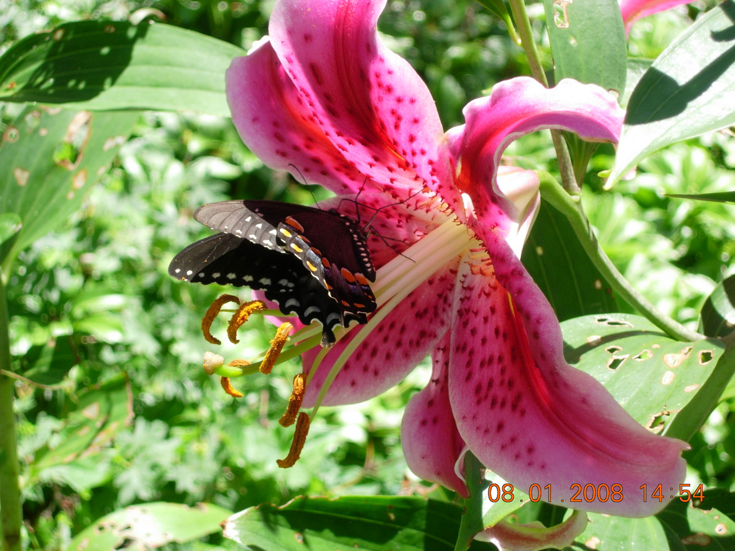 Stargazer lily and visitor