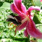 Stargazer lily and visitor