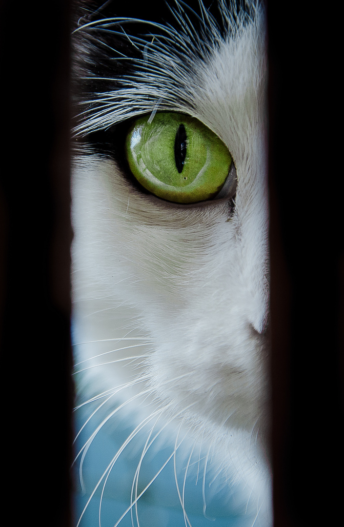 Staring green eye