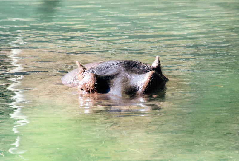 staring hippo