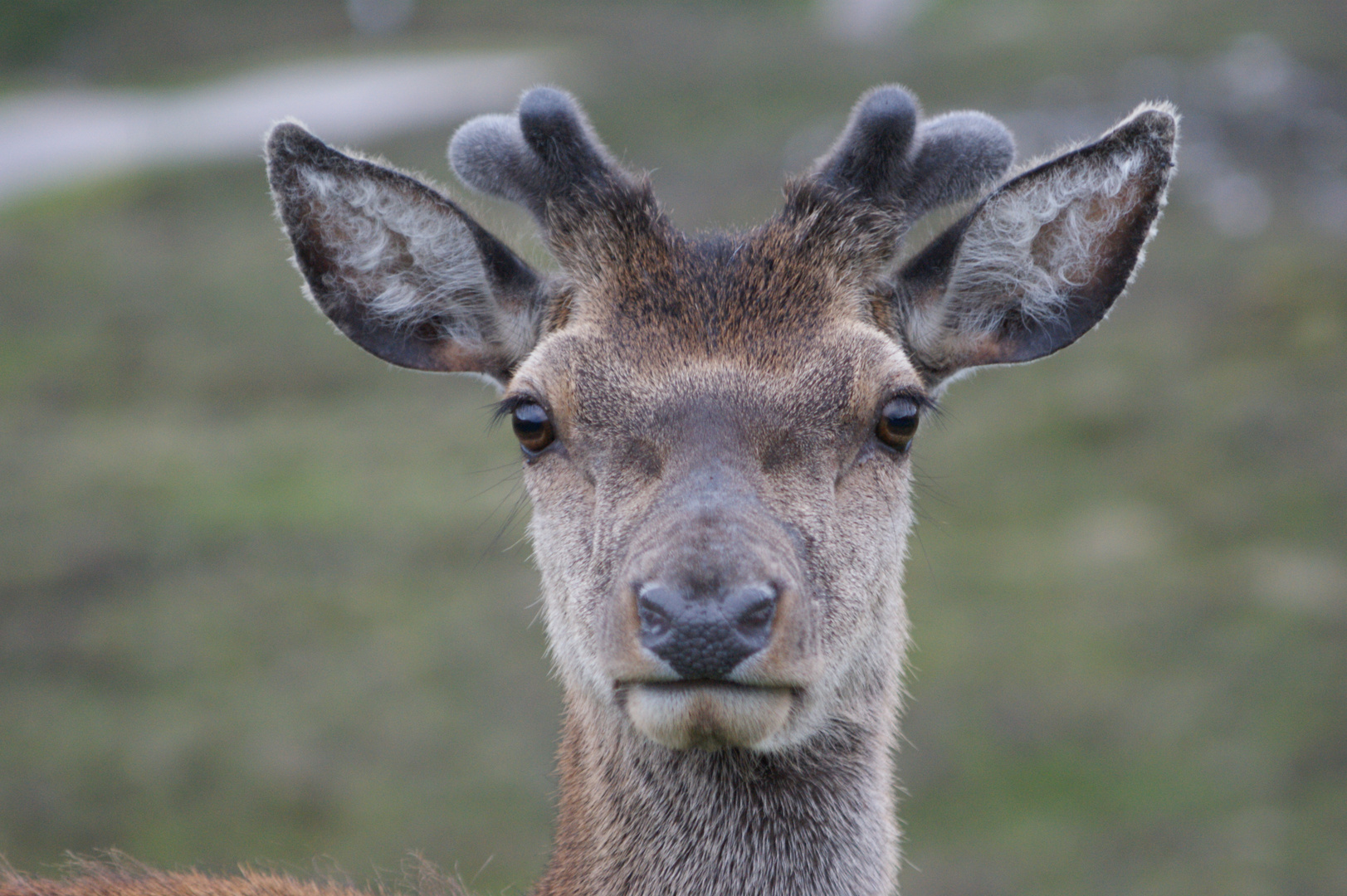 staring stag