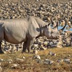 Stark bedroht / aktuelle Zahlen aus Namibia