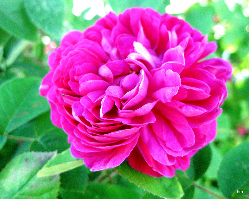 Stark duftende Strauchrose in Nachbars Garten