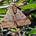  Stark gefährdet: Das Braune Ordensband (Minucia lunaris)! - La Lunaire, un papillon rare!