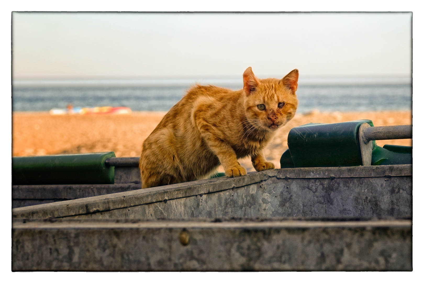 Stark malträtierte Katze in Sougia