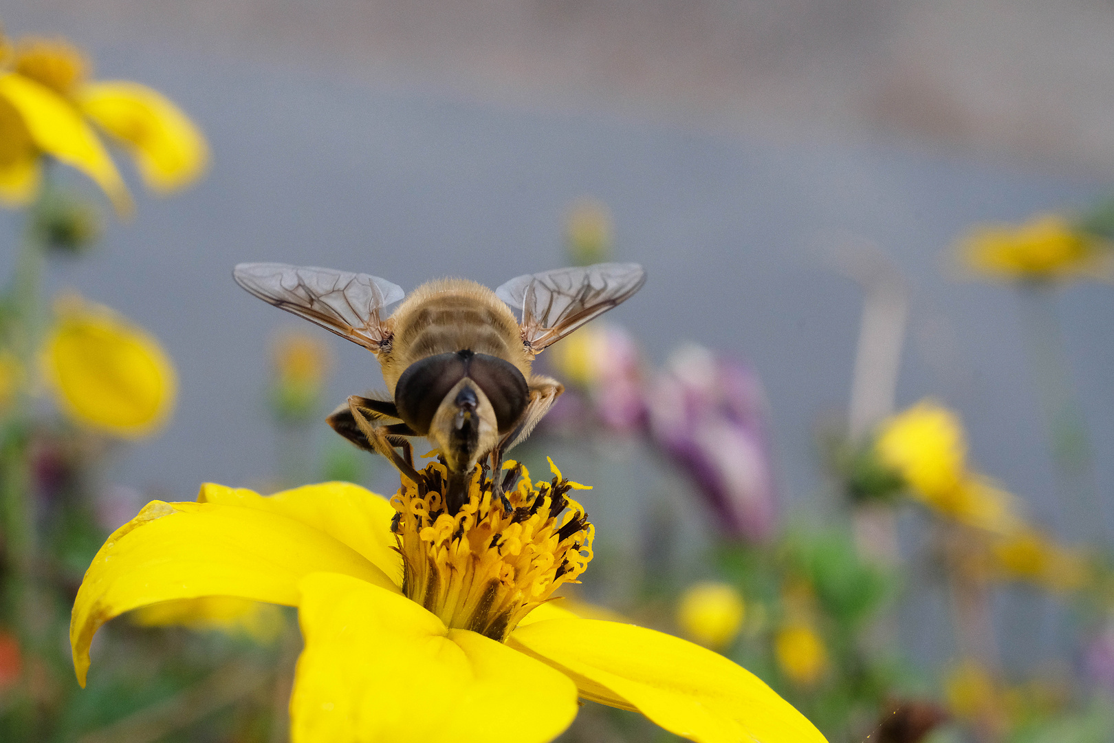 Stark sinkende Insekten Populationen