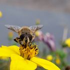 Stark sinkende Insekten Populationen