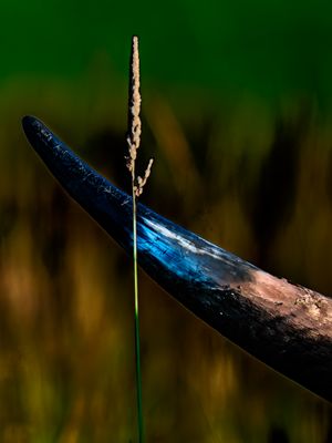 Stark stoppt vor Zartheit