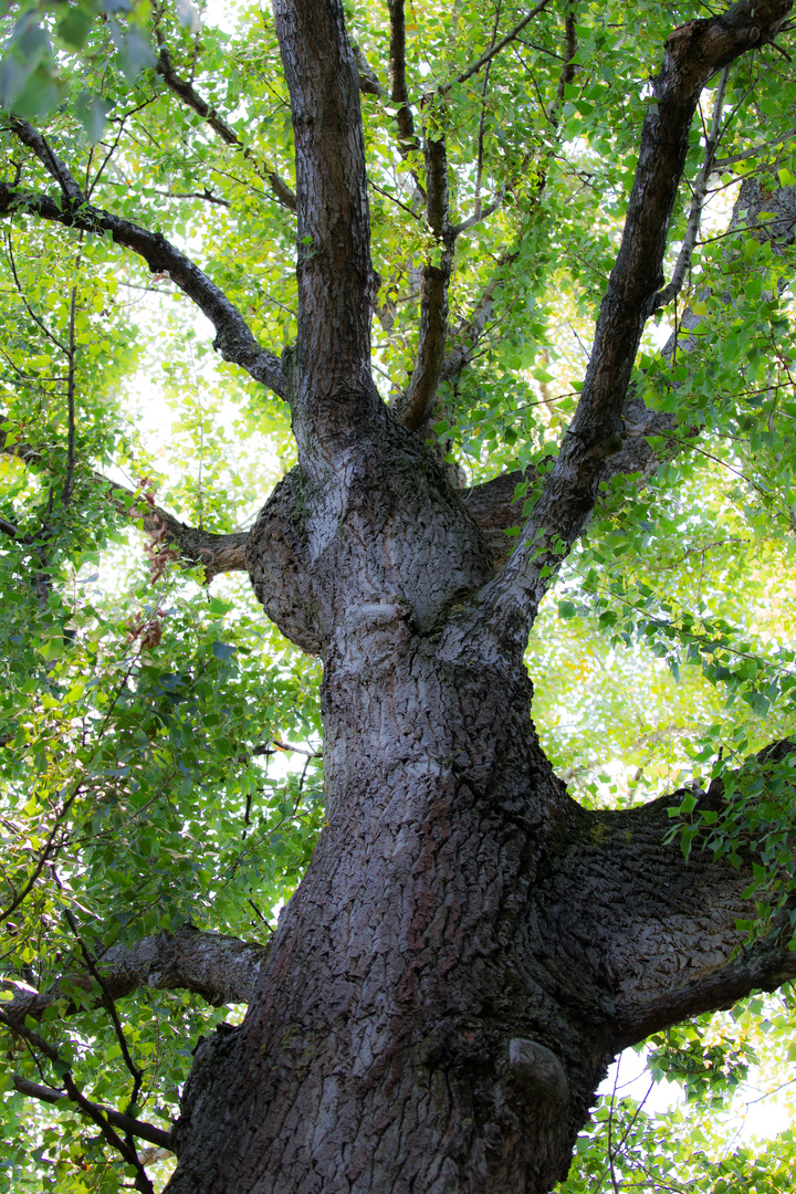 Stark und Leicht zugleich