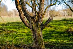 Stark wie ein Baum