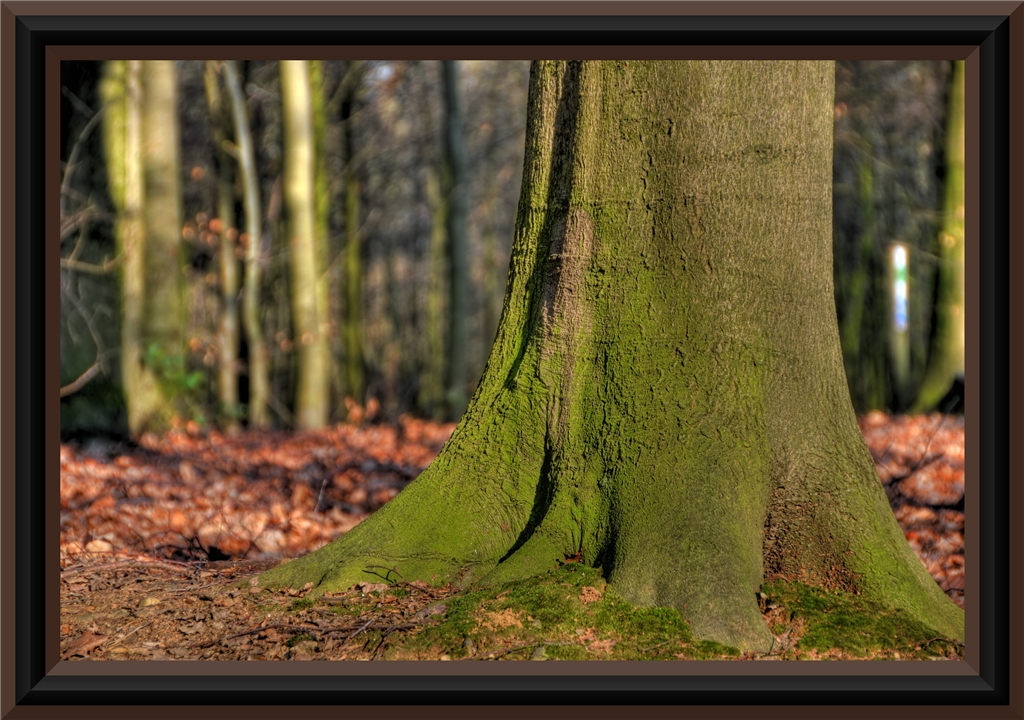 Stark wie ein Baum