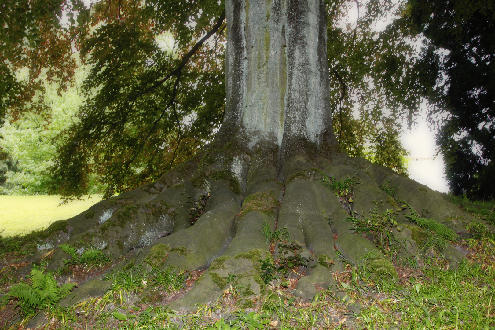 Stark wie ein Baum