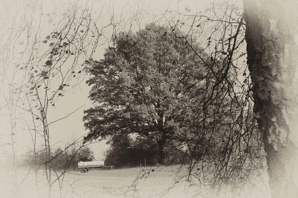 stark wie ein baum