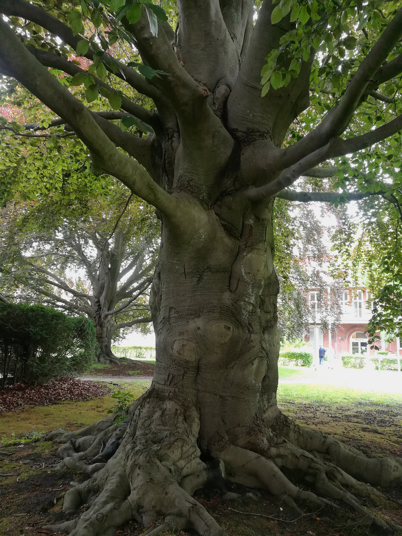 Stark wie ein Baum