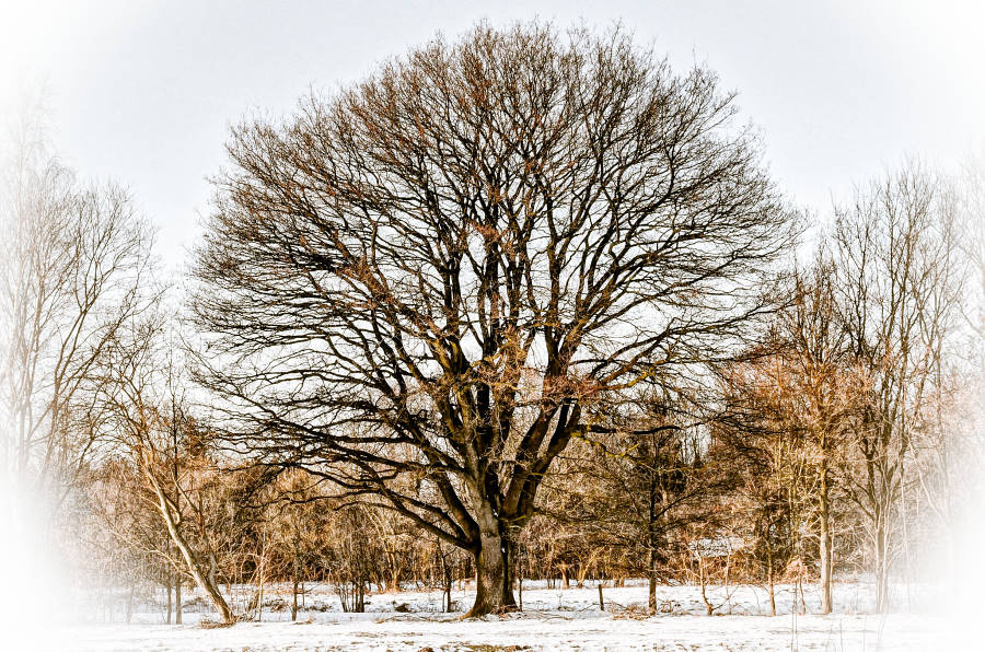 Stark wie ein Baum