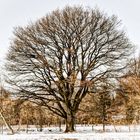 Stark wie ein Baum